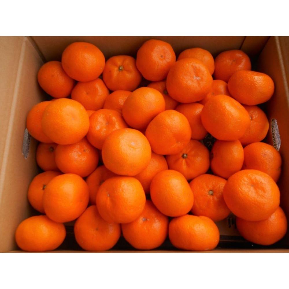 紀州有田みかん　秀品　約10kg　サイズおまかせ（L・M・S）いずれかお届け［SL43］ | みかん 蜜柑 フルーツ 果物 くだもの 食品 人気 おすすめ 送料無料