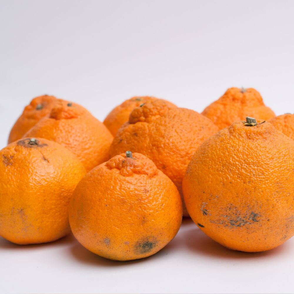 【ふるさと納税】【選べる容量】先行予約家庭用 不知火 1～10kg+250g（傷み補償分）［デコポンと同品種・人気の春みかん］［わけあり・訳あり］［IKE121］ | フルーツ 果物 くだもの 食品 人気 おすすめ 送料無料 サムネイル2