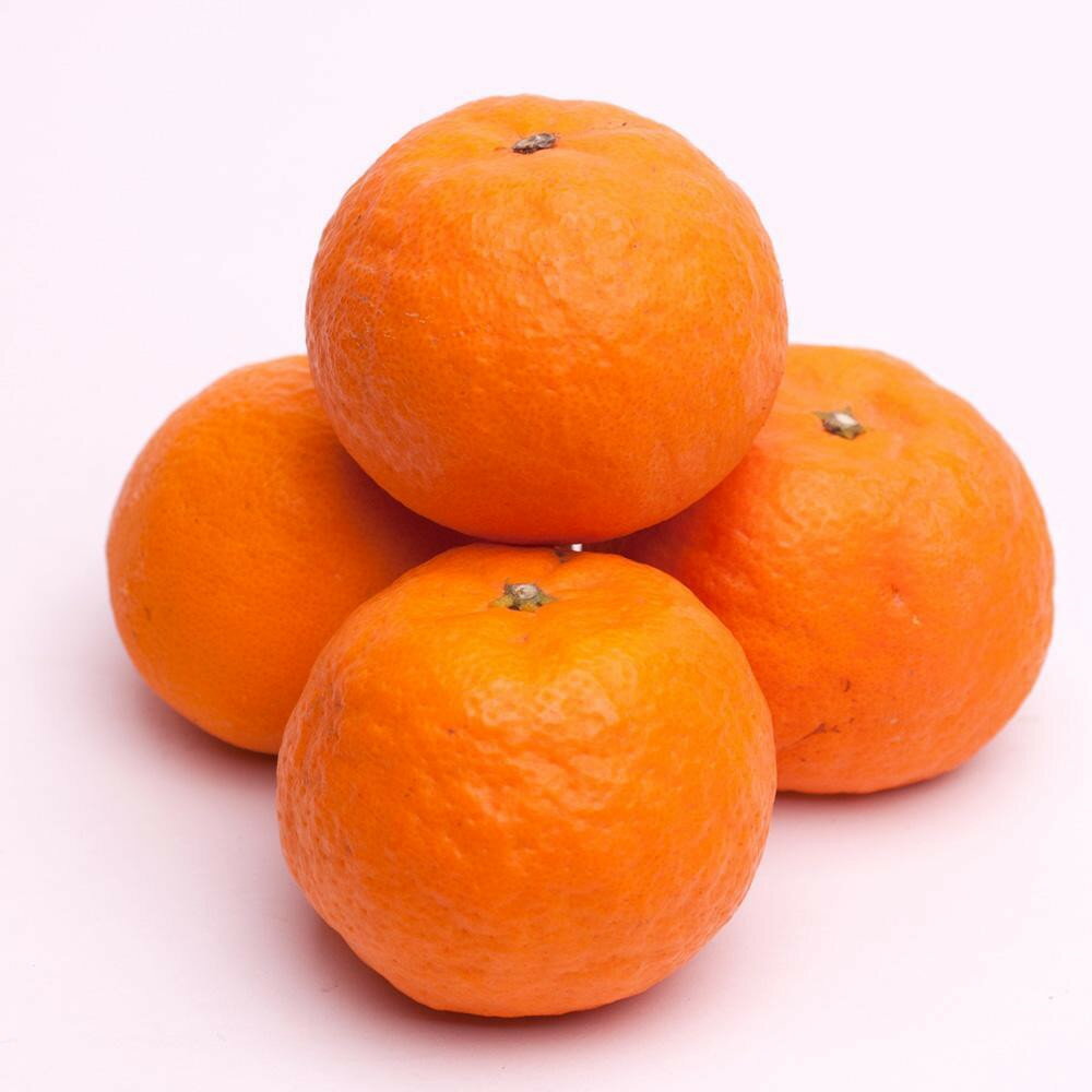 【ふるさと納税】【選べる容量】［先行予約］ 厳選 カラマンダリン1～10kg+250g（傷み補償分）［南津海・なつみ］［希少な春柑橘］［みかんと同じように食べられます］ | フルーツ 果物 くだもの 食品 人気 おすすめ 送料無料 サムネイル2