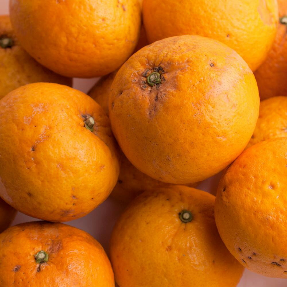 【ふるさと納税】【選べる容量】［先行予約］ 家庭用 甘夏柑 2.5～10kg+250g（傷み補償分）［初夏のみかん・旬の果物］［有田産］［光センサー食べ頃出荷］［わけあり・訳あり］［IKE75］ | フルーツ 果物 くだもの 食品 人気 おすすめ 送料無料 サムネイル2