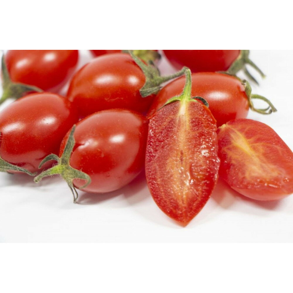 【選べる発送月】ミニトマトアイコ(松トマト) 約2kg（S・M・Lサイズおまかせ） | トマト ミニトマト 松トマト 野菜 やさい 食品 人気 おすすめ 送料無料