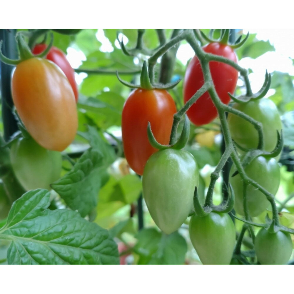 【ふるさと納税】【選べる発送月】ミニトマトアイコ(松トマト) 約2kg（S・M・Lサイズおまかせ） | トマト ミニトマト 松トマト 野菜 やさい 食品 人気 おすすめ 送料無料 - 画像3