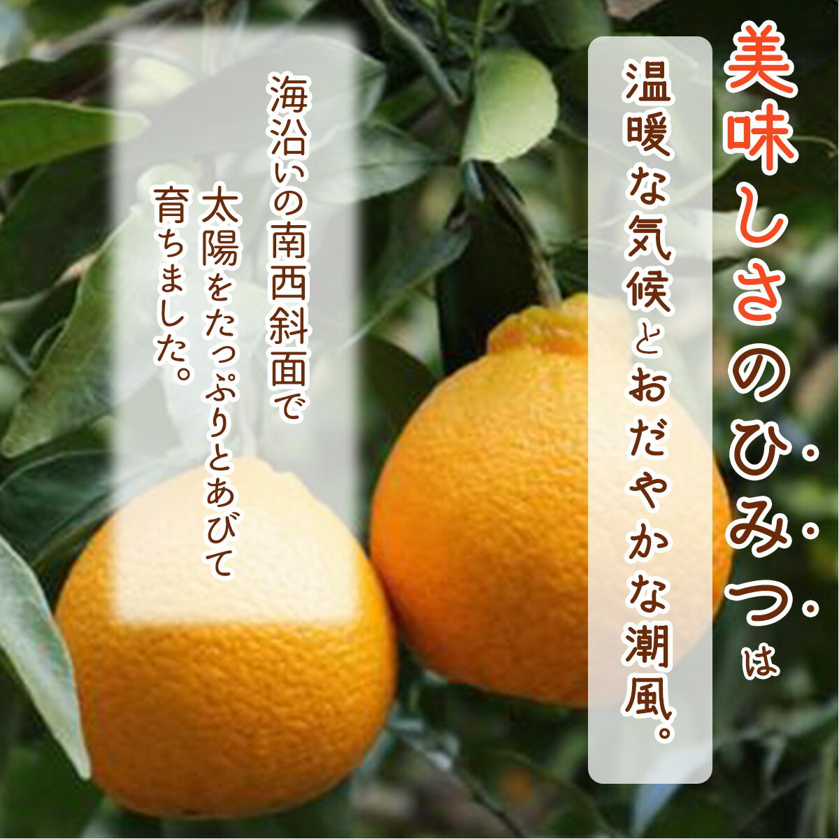 【ふるさと納税】【限定】【2026年 先行予約】 和歌山県 有田産 不知火 2kg【しらぬい 柑橘 みかん 和歌山 有田】 サムネイル2