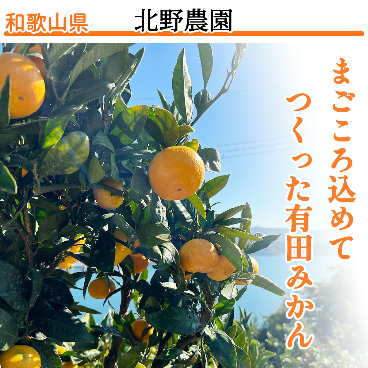 【ふるさと納税】【限定】 【2025年先行予約】ご家庭用 有田みかん 和歌山 小玉(2S,3Sサイズ混合) 約3kg サムネイル2