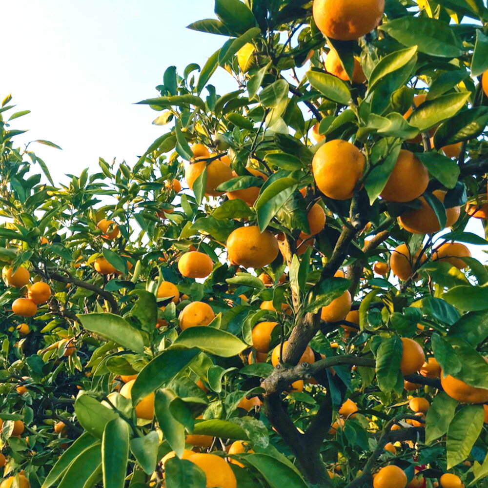 【ふるさと納税】越冬本貯蔵 丹生系みかん 約 2kg サイズ混合 S M L 高糖度 みかん 晩生高糖系 果汁 芳醇 香り コク ジューシー 貯蔵 マイルド 濃厚 濃縮 貴重 有田地方生まれ 晩生 食べ物 食品 フルーツ デザート お取り寄せ お取り寄せフルーツ 和歌山県 湯浅町 送料無料 サムネイル2