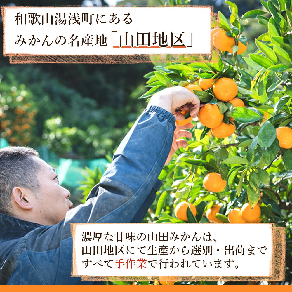 【ふるさと納税】【限定】 山田みかん 秀品 5kg S M Lサイズ いずれか おまかせ 山田出荷組合 選別 手作業 手選別 名産 山田地区 有田みかん 温州みかん 濃厚 甘味 みかん 柑橘 果実 食品 食べ物 国産 和歌山 湯浅町 送料無料 サムネイル2