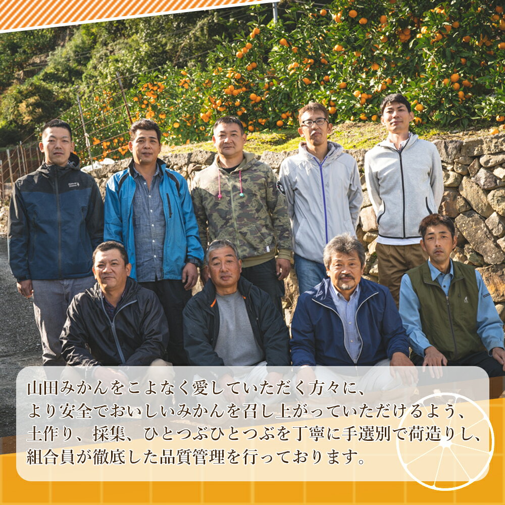 【ふるさと納税】【限定】 山田みかん 秀品 5kg S M Lサイズ いずれか おまかせ 山田出荷組合 選別 手作業 手選別 名産 山田地区 有田みかん 温州みかん 濃厚 甘味 みかん 柑橘 果実 食品 食べ物 国産 和歌山 湯浅町 送料無料 サムネイル3