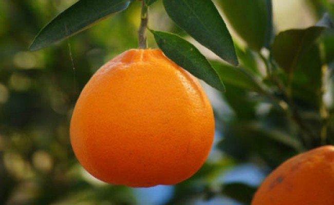 【限定】【2026年先行予約】 有田の はるみ 5kg 【ハルミ 春見 ミカン 蜜柑 柑橘 和歌山 有田】