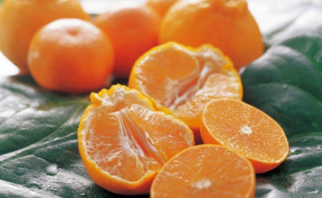 【限定】【2026年先行予約】 春のかんきつ詰め合わせセット 9kg 【ミカン 蜜柑 柑橘 和歌山 有田 春みかん】