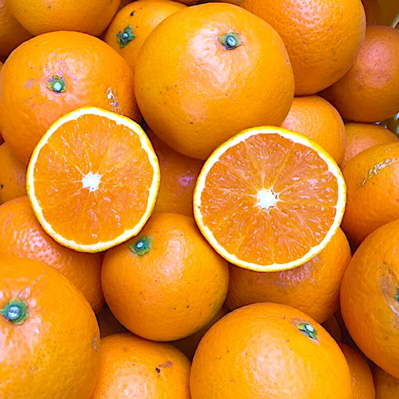 【ふるさと納税】【2026年先行予約】【限定】 家庭用 清見 約 5kg S～3L サイズ混合 訳あり ほどよい 酸味 甘味 マッチ 食べやすい 産地直送 国産 みかん 柑橘 果物 フルーツ 果実 食品 食べ物 デザート お取り寄せ お取り寄せフルーツ 有田地方 和歌山県 湯浅町 送料無料 サムネイル2