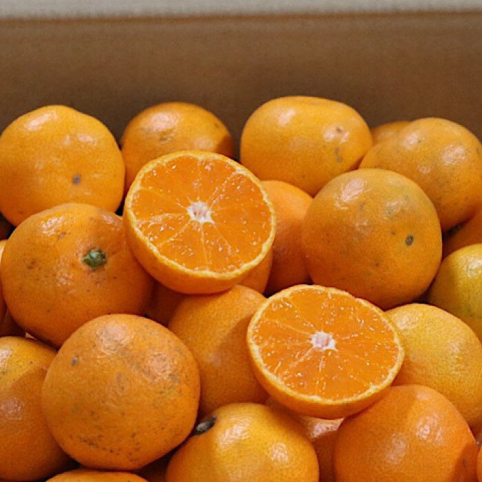 【ふるさと納税】【2025年先行予約】【限定】 【訳あり】 和歌山県産 有田みかん 5kg 【ミカン 蜜柑 柑橘 温州みかん 和歌山 有田】 サムネイル3