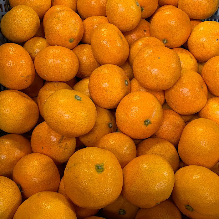 【2025年先行予約】【産地直送】 和歌山県産 有田みかん 小玉 5kg 【ミカン 蜜柑 柑橘 温州みかん 和歌山 有田 小粒】