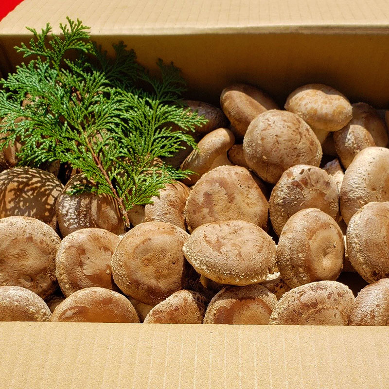 【ふるさと納税】最高級 肉厚椎茸 清流椎茸 1.5kg【しいたけ シイタケ 椎茸 生椎茸 国産 和歌山産】 - 画像2