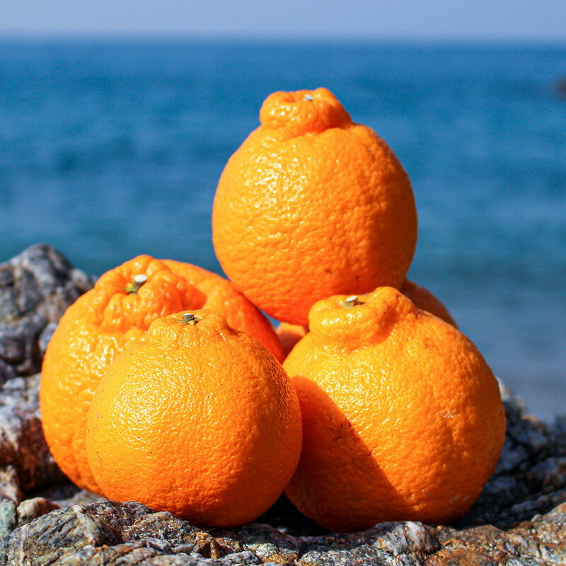 【ふるさと納税】【訳あり・ご家庭用】 和歌山県産 完熟 不知火 2.5kg 甘酸っぱい味わいと芳醇な風味がたまらない高級柑橘! サムネイル2