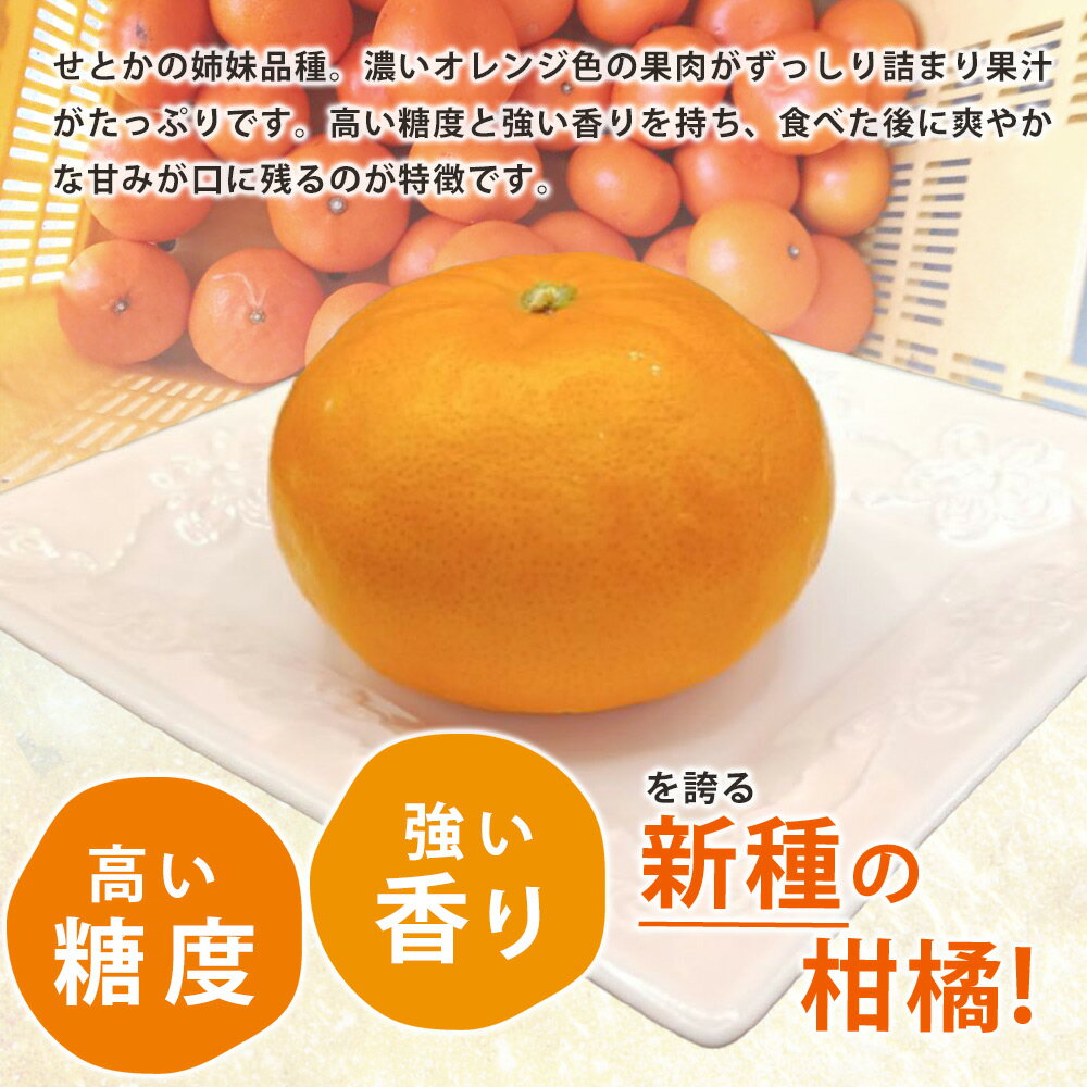 【ふるさと納税】【訳あり 家庭用】【2026年先行予約】和歌山 湯浅町産 麗紅 3kg（S～2Lサイズ混合）＜2026年2月下旬発送＞ サムネイル2