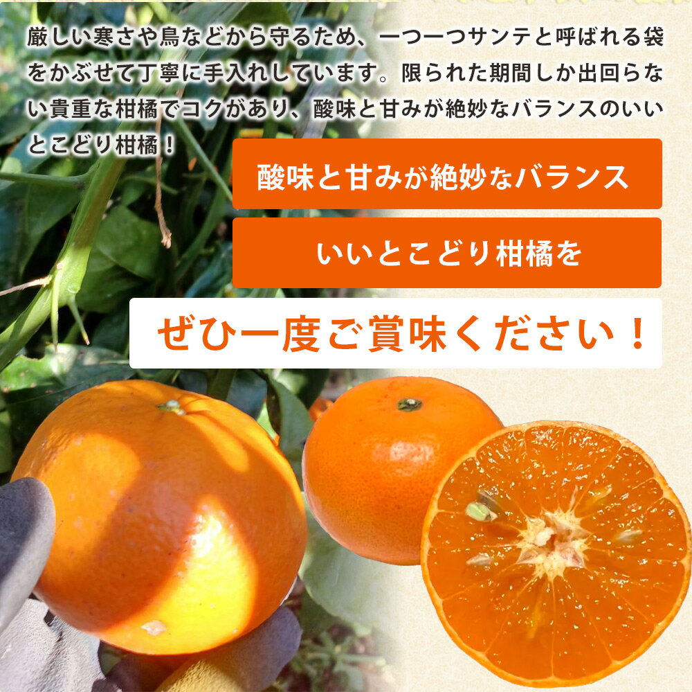 【ふるさと納税】【訳あり 家庭用】【2026年先行予約】和歌山 湯浅町産 麗紅 3kg（S～2Lサイズ混合）＜2026年2月下旬発送＞ サムネイル3