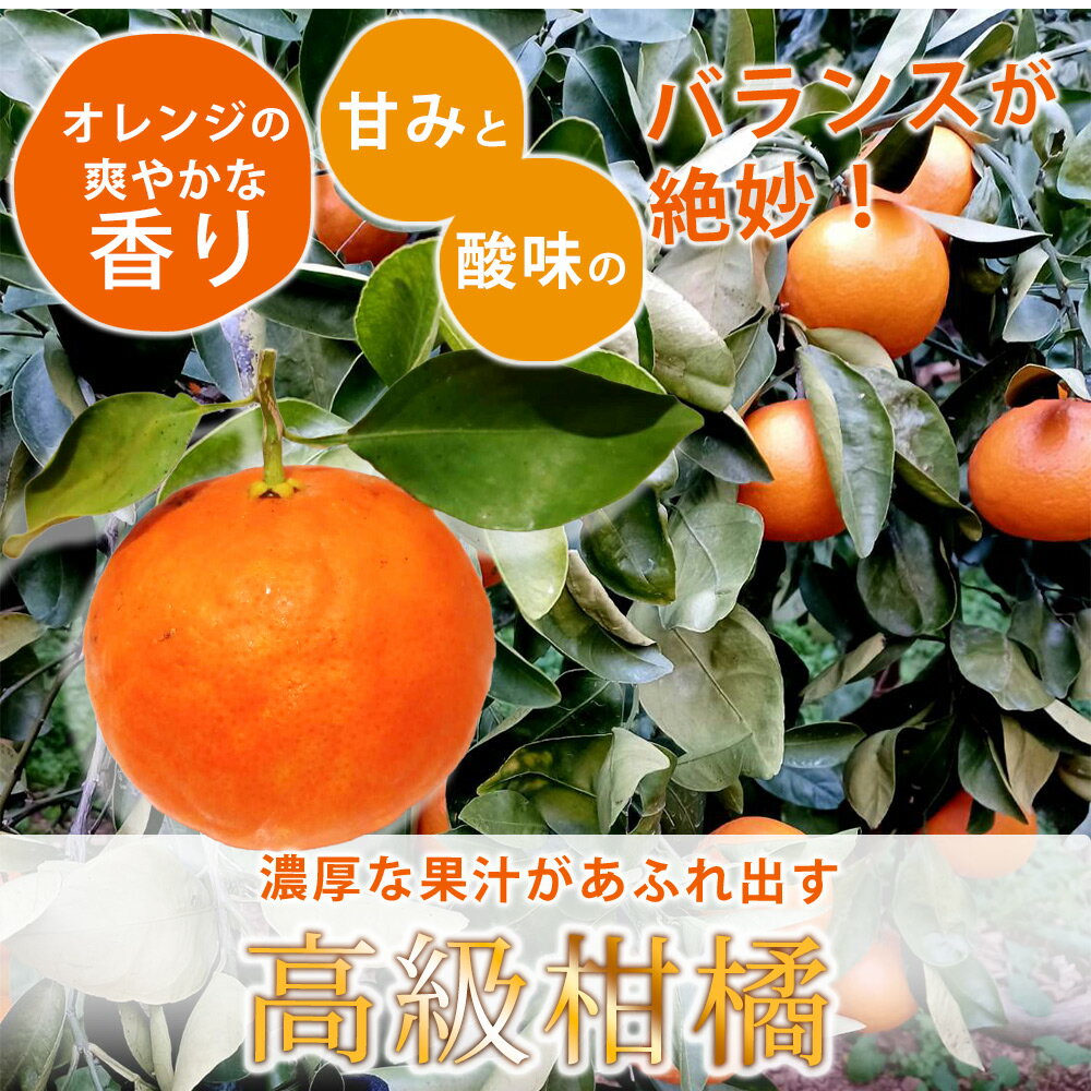 【ふるさと納税】【訳あり 家庭用】【2026年先行予約】和歌山 湯浅町産 セミノール 3kg（S～2Lサイズ混合）＜2026年4月下旬発送＞ サムネイル2