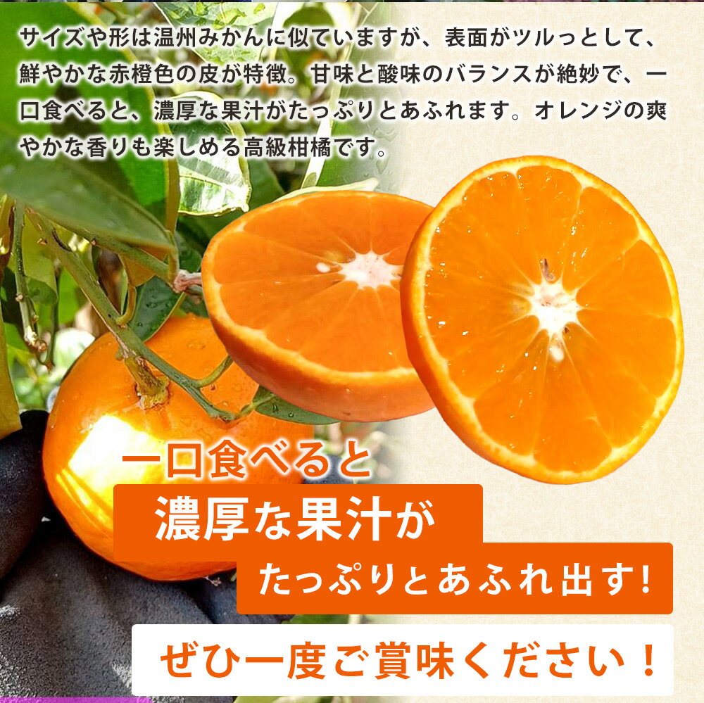 【ふるさと納税】【訳あり 家庭用】【2026年先行予約】和歌山 湯浅町産 セミノール 3kg（S～2Lサイズ混合）＜2026年4月下旬発送＞ サムネイル3