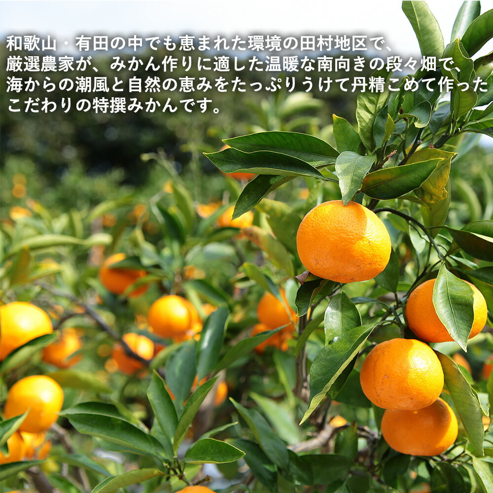 【ふるさと納税】【限定】 極撰 有田みかん (地区厳選) ご家庭用 3kg (2S～L サイズおまかせ)【ミカン 蜜柑 柑橘 温州みかん 和歌山 有田】 サムネイル3