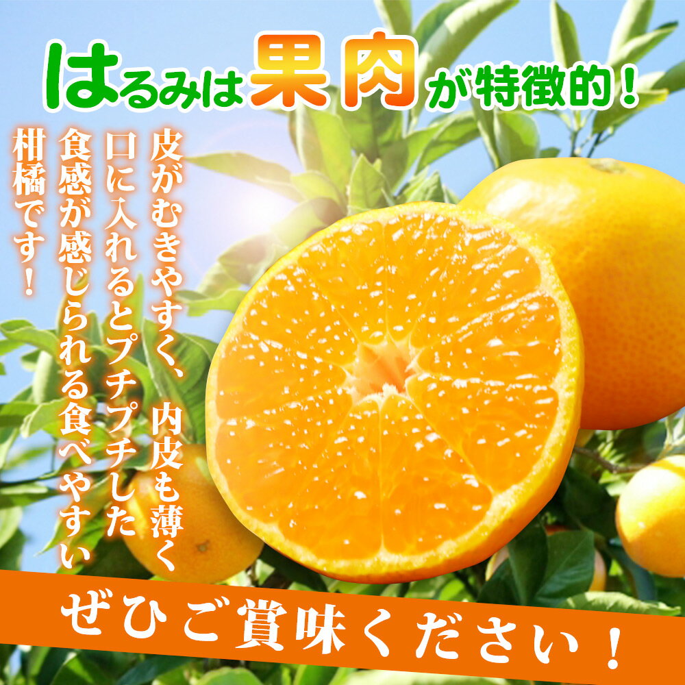 【ふるさと納税】【限定】 果肉ぷりぷり！完熟 はるみ 5kg【ミカン 蜜柑 春みかん 柑橘 和歌山 有田 春見】 サムネイル3