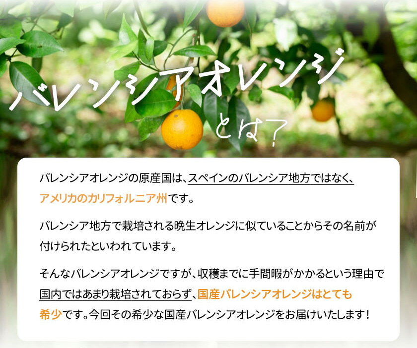 【ふるさと納税】【限定】 バレンシアオレンジ 5kg 希少 国産 秀品 果汁 豊富 糖度 高い 甘い 爽快感 香り 酸味 味わい スッキリ 栄養補給 オレンジ 柑橘 果物 果実 フルーツ 食品 食べ物 ジュース デザート お取り寄せ お取り寄せフルーツ 和歌山県 湯浅町 送料無料 サムネイル2