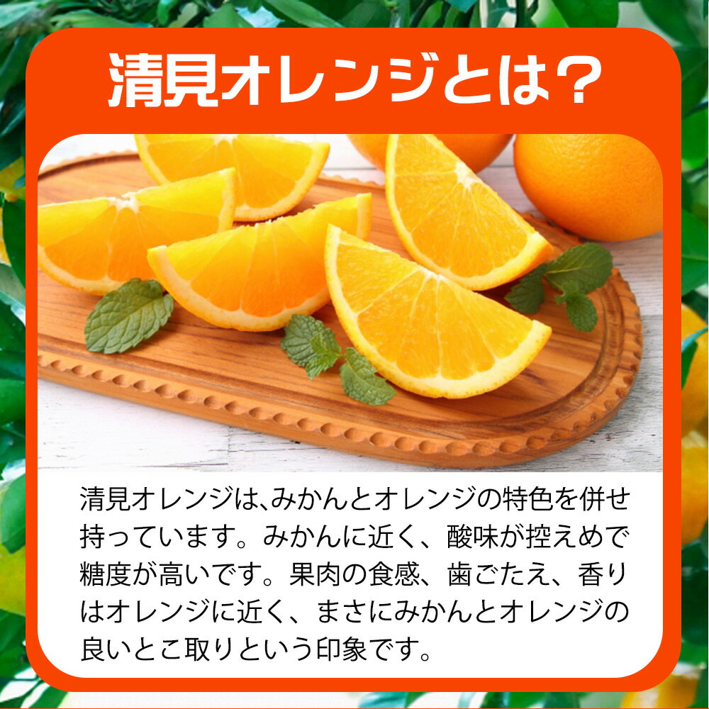 【ふるさと納税】【限定】【2026年先行予約】 オレンジ 清見オレンジ 選べる 容量 約 2.5kg 5kg サイズ おまかせ フルーツ 果物 柑橘 果実 甘い 果汁 ジューシー コク 柑橘の親 国産 食品 食べ物 魚鶴商店 平成の三大柑橘 お取り寄せ 和歌山県 湯浅町 送料無料 サムネイル2