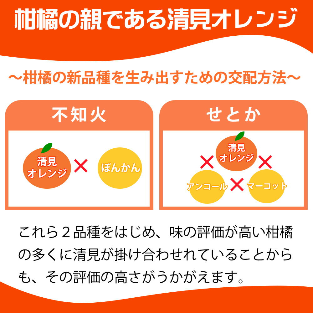 【ふるさと納税】【限定】【2026年先行予約】 オレンジ 清見オレンジ 選べる 容量 約 2.5kg 5kg サイズ おまかせ フルーツ 果物 柑橘 果実 甘い 果汁 ジューシー コク 柑橘の親 国産 食品 食べ物 魚鶴商店 平成の三大柑橘 お取り寄せ 和歌山県 湯浅町 送料無料 サムネイル3