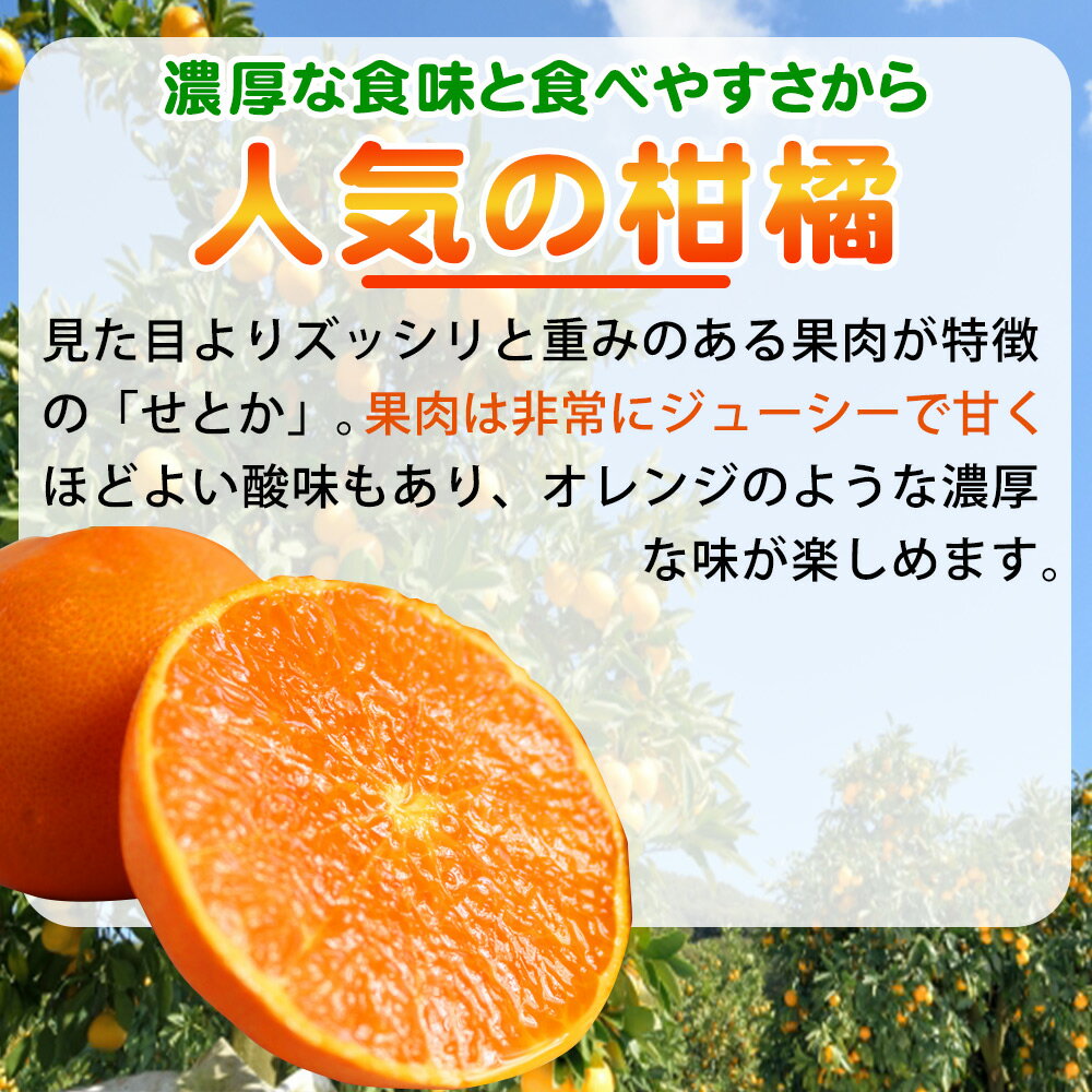 【ふるさと納税】【2027年先行予約】【限定】訳あり せとか 選べる 内容量 3kg 5kg サイズ混合 柔らかい とろける食感 濃厚 ジューシー 甘い みずみずしい ほどよい酸味 みかん 春みかん フルーツ 柑橘 果物 果実 家庭用 国産 お取り寄せ 和歌山県 湯浅町 送料無料 - 画像2