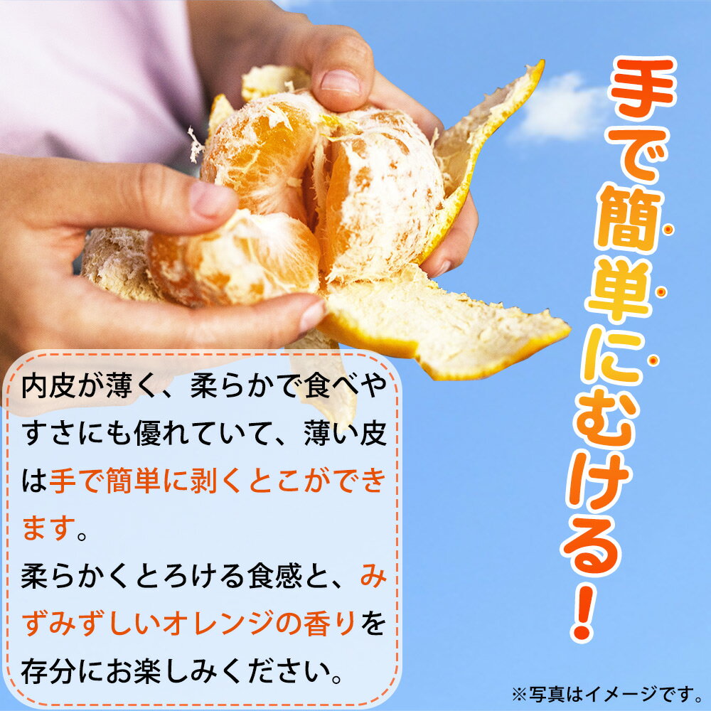 【ふるさと納税】【2027年先行予約】【限定】訳あり せとか 選べる 内容量 3kg 5kg サイズ混合 柔らかい とろける食感 濃厚 ジューシー 甘い みずみずしい ほどよい酸味 みかん 春みかん フルーツ 柑橘 果物 果実 家庭用 国産 お取り寄せ 和歌山県 湯浅町 送料無料 - 画像3