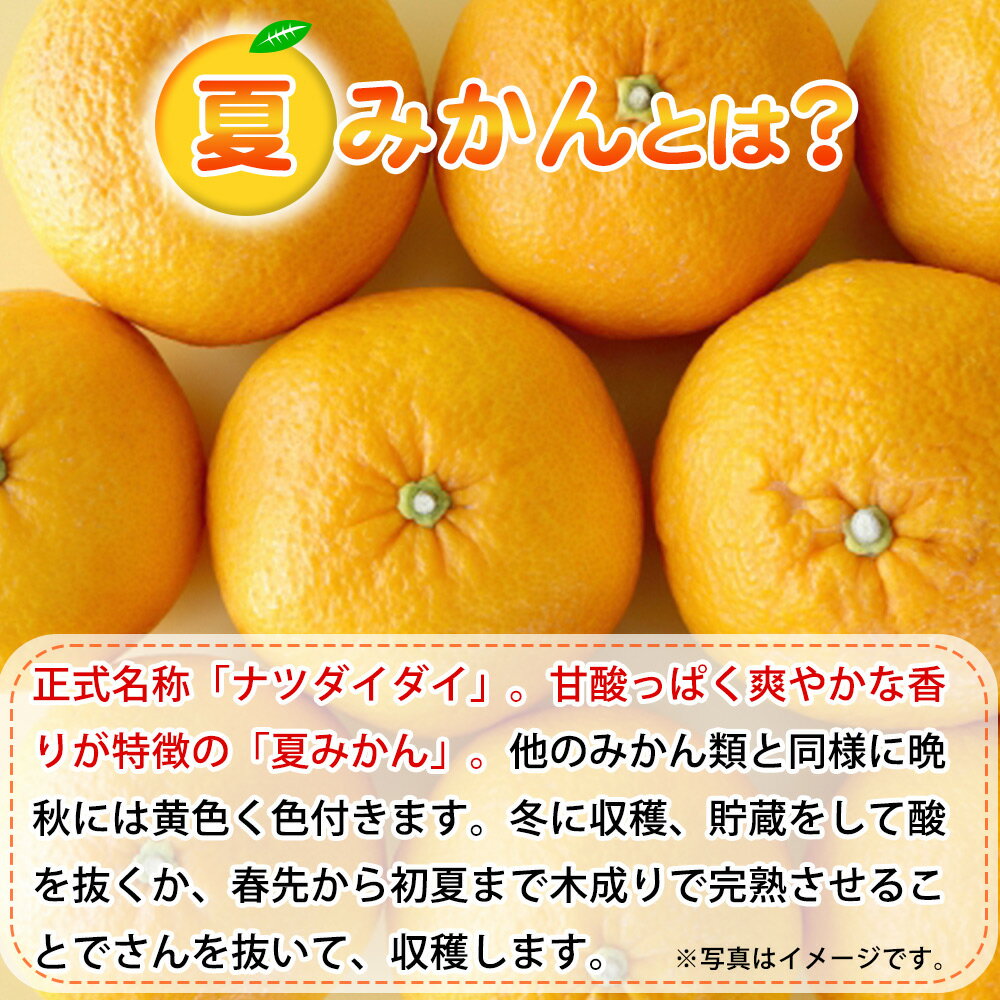 【ふるさと納税】【限定】【2026年先行予約】湯浅産 夏みかん 7.2kg【ミカン 蜜柑 夏ミカン 柑橘 和歌山 有田】 サムネイル2