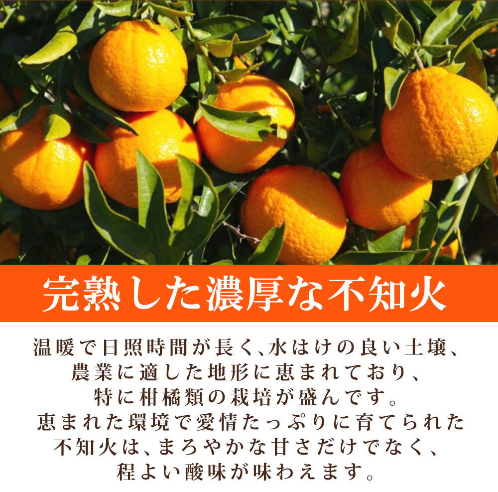 【ふるさと納税】【限定】 【2026年先行予約】 不知火 5kg デコポン 柑橘の王様 甘い プリプリ ジューシー 濃厚 フルーツ 果実 果物 柑橘 紀州有田産 国産 食品 食べ物 お取り寄せ 魚鶴商店 和歌山県 湯浅町 送料無料 サムネイル2