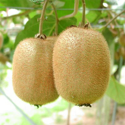 【ふるさと納税】【2026年先行予約】【限定】 有田でとれた 完熟 キウイフルーツ 2kg (M～3Lサイズ混合) 【キウイ グリーンキウイ フルーツ 国産】 サムネイル3