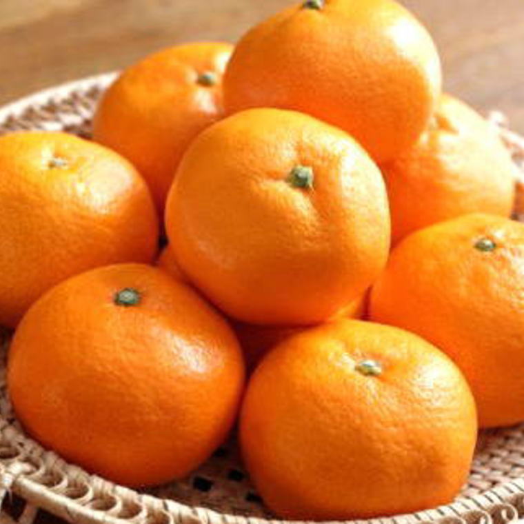 【ふるさと納税】【2025年先行予約】 賢みかん 10kg Lサイズ 有田ブランド 秀品 ブランドみかん 温州みかん 有田みかん 濃厚 甘い 酸味 柑橘 フルーツ 果実 果物 食品 デザート 和歌山県 湯浅町 有田川町 送料無料 サムネイル3