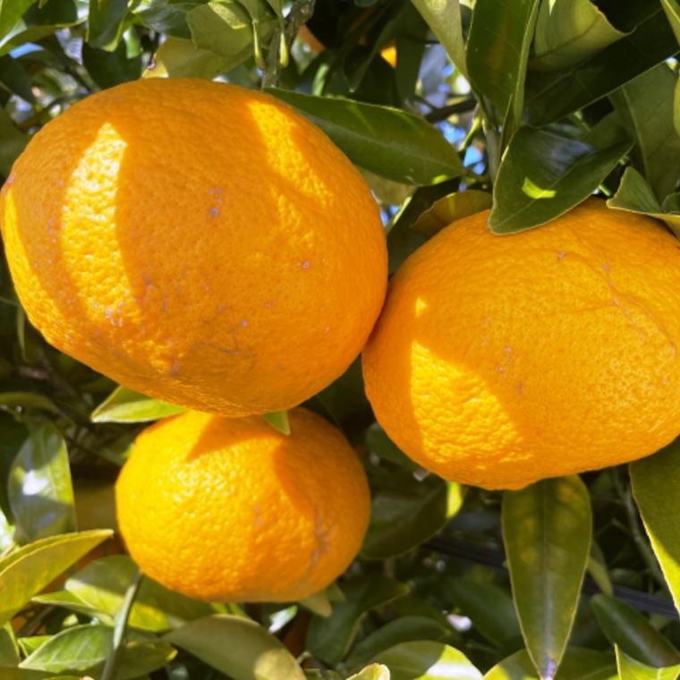 【ふるさと納税】【先行予約】有田産訳ありご家庭用甘夏みかん約10kg（サイズ混合）【甘夏みかん 和歌山県湯浅町】 サムネイル2