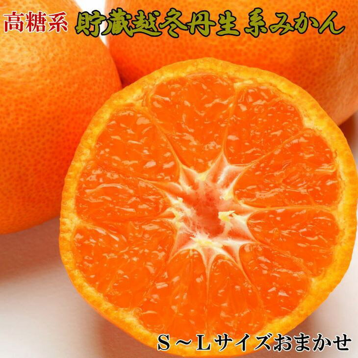 【高糖系】【2026年先行予約】 貯蔵越冬 丹生系 みかん 5kg (S～Lサイズおまかせ) 【ミカン 蜜柑 柑橘 温州みかん 丹生温州】