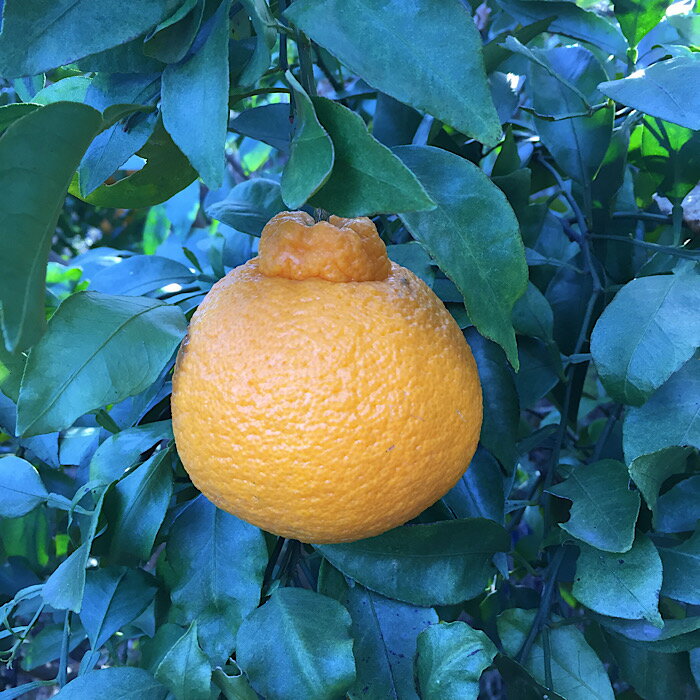 【ふるさと納税】【限定】【2026年先行予約】 不知火 選べる サイズ 小玉 大玉 S ～ 4L まごころ手選別 バランス 甘さ デコポン 有田 国産 柑橘 果物 果実 フルーツ 産地直送 食品 おやつ デザート こだわり お取り寄せフルーツ お取り寄せ 和歌山県 湯浅町 送料無料 サムネイル3