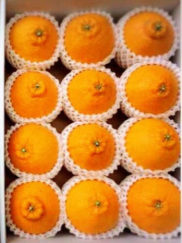 【ふるさと納税】【限定】【2026年先行予約】 和歌山県産 有田の 不知火(しらぬひ) 化粧箱 12玉入り 選べるサイズ S ～ 2L 【まごころ手選別】【でこぽん デコポン しらぬい 不知火 柑橘 ギフト 贈答】 サムネイル2