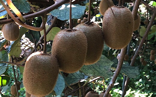 【ふるさと納税】【2026年先行予約】キウイフルーツ 約 1.2kg M ～ 4Lサイズ 混合 手選別 キウイ グリーンキウイ 人気 フルーツ 果物 果肉 ジューシー 葉酸 妊婦 ビタミンC ビタミンE 栄養満点 栄養補給 鮮やか 国産 あしのや 産地直送 お取り寄せ 和歌山県 湯浅町 送料無料 サムネイル2