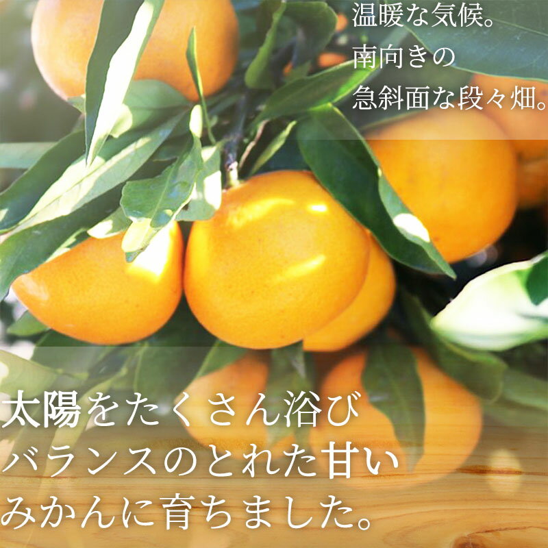 【ふるさと納税】【限定】【2026年先行予約】 清見 オレンジ 訳あり 家庭用 5kg 2S ～ 2L サイズ混合 まごころ手選別 和歌山県産 有田 温州みかん スイートオレンジ 中間 柔らかい 果汁 ビタミン 食物繊維 バランス 柑橘 果物 フルーツ お取り寄せ 和歌山県 湯浅町 送料無料 サムネイル2
