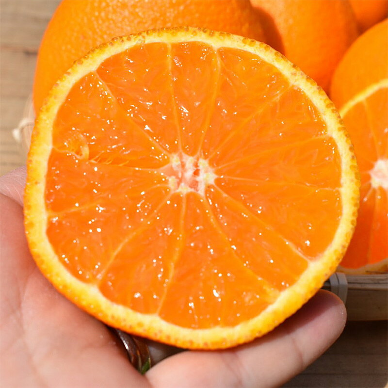 【ふるさと納税】【限定】【2026年先行予約】 不知火 5kg 選べる サイズ M～4L まごころ手選別 バランス 甘さ デコポン 産地直送 有田 国産 柑橘 果物 果実 フルーツ 産地直送 食品 食べ物 おやつ デザート こだわり お取り寄せ お取り寄せフルーツ 和歌山県 湯浅町 送料無料 サムネイル2