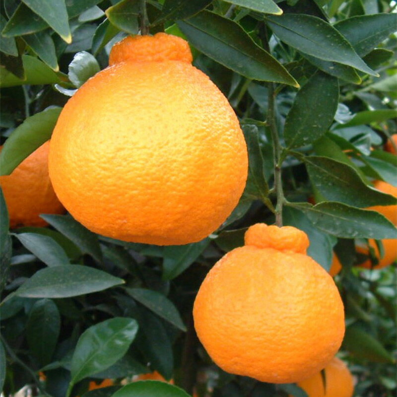 【ふるさと納税】【限定】【2026年先行予約】 不知火 5kg 選べる サイズ M～4L まごころ手選別 バランス 甘さ デコポン 産地直送 有田 国産 柑橘 果物 果実 フルーツ 産地直送 食品 食べ物 おやつ デザート こだわり お取り寄せ お取り寄せフルーツ 和歌山県 湯浅町 送料無料 サムネイル3