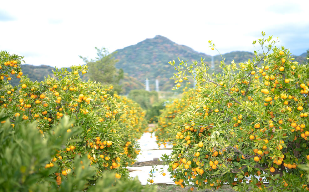 【ふるさと納税】≪年内発送≫ 【完熟早生・有田みかん】 “小玉ちゃん”／等級混合・約2.2kg 【≪年内発送≫ 【完熟早生・有田みかん】 “小玉ちゃん”／等級混合・約2.2kg】 サムネイル3
