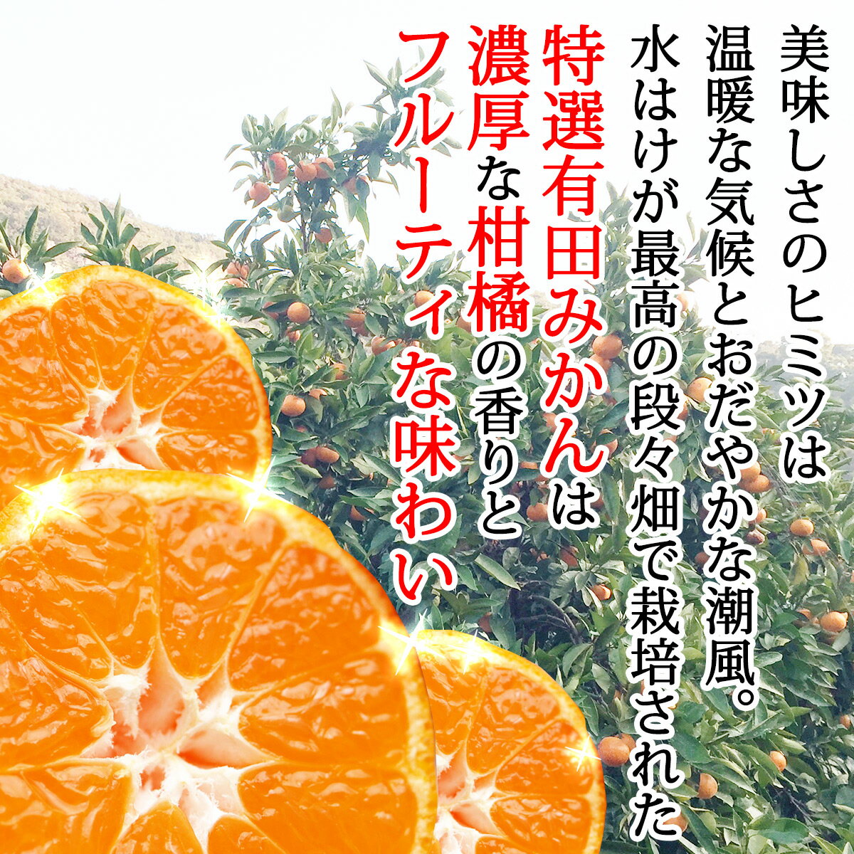 【ふるさと納税】【限定】【2025年先行予約】 有田みかん 5kg サムネイル3