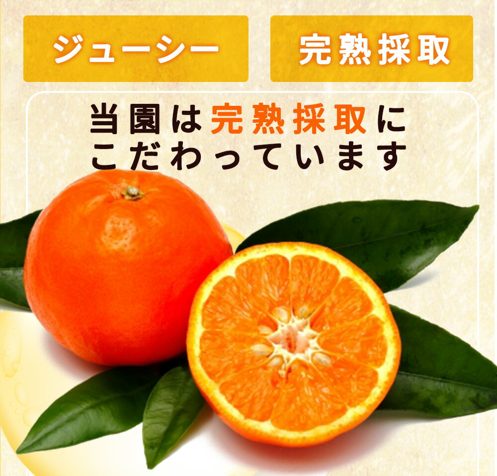 【ふるさと納税】【限定】【2026年先行予約】とってもジューシー！ セミノール 5kg【ミカン 蜜柑 春みかん 柑橘 オレンジ】 サムネイル2