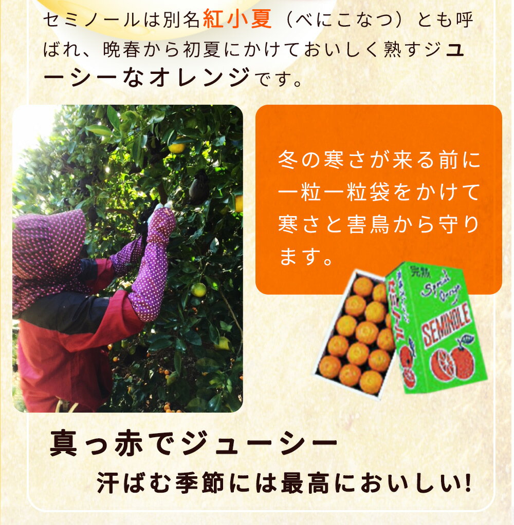 【ふるさと納税】【限定】【2026年先行予約】とってもジューシー！ セミノール 5kg【ミカン 蜜柑 春みかん 柑橘 オレンジ】 サムネイル3