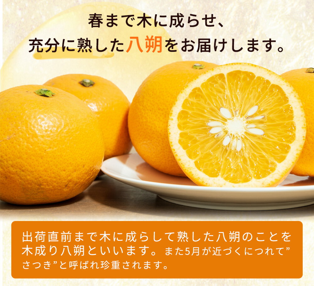 【ふるさと納税】【2026年先行予約】【限定】 完熟！木成り 八朔 7kg【はっさく ハッサク 八朔 さつき 和歌山産】 サムネイル2