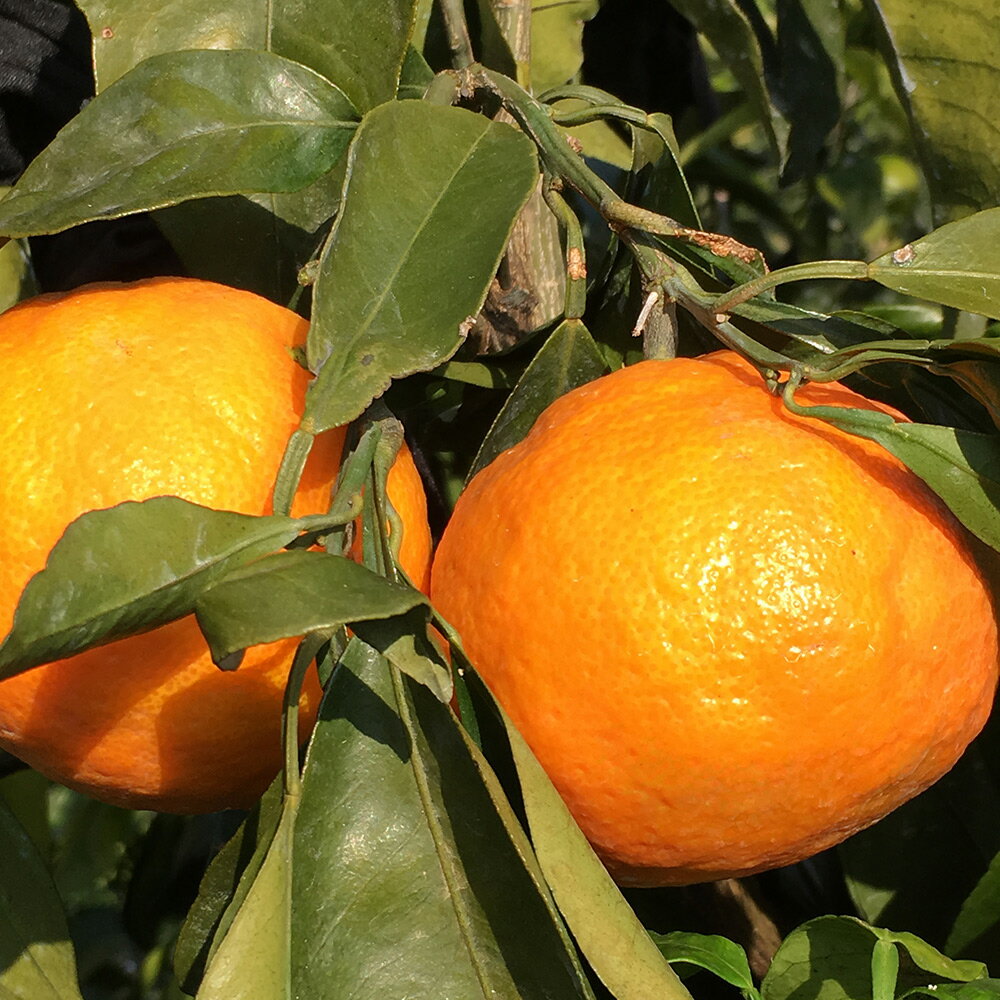 【ふるさと納税】【限定】 【2026年先行予約】こだわりの カラマンダリン 【訳あり 家庭用】 5kg 藤秀園 【ミカン 蜜柑 柑橘 温州みかん 和歌山 有田】【ミカン 蜜柑 春みかん 柑橘】 サムネイル2