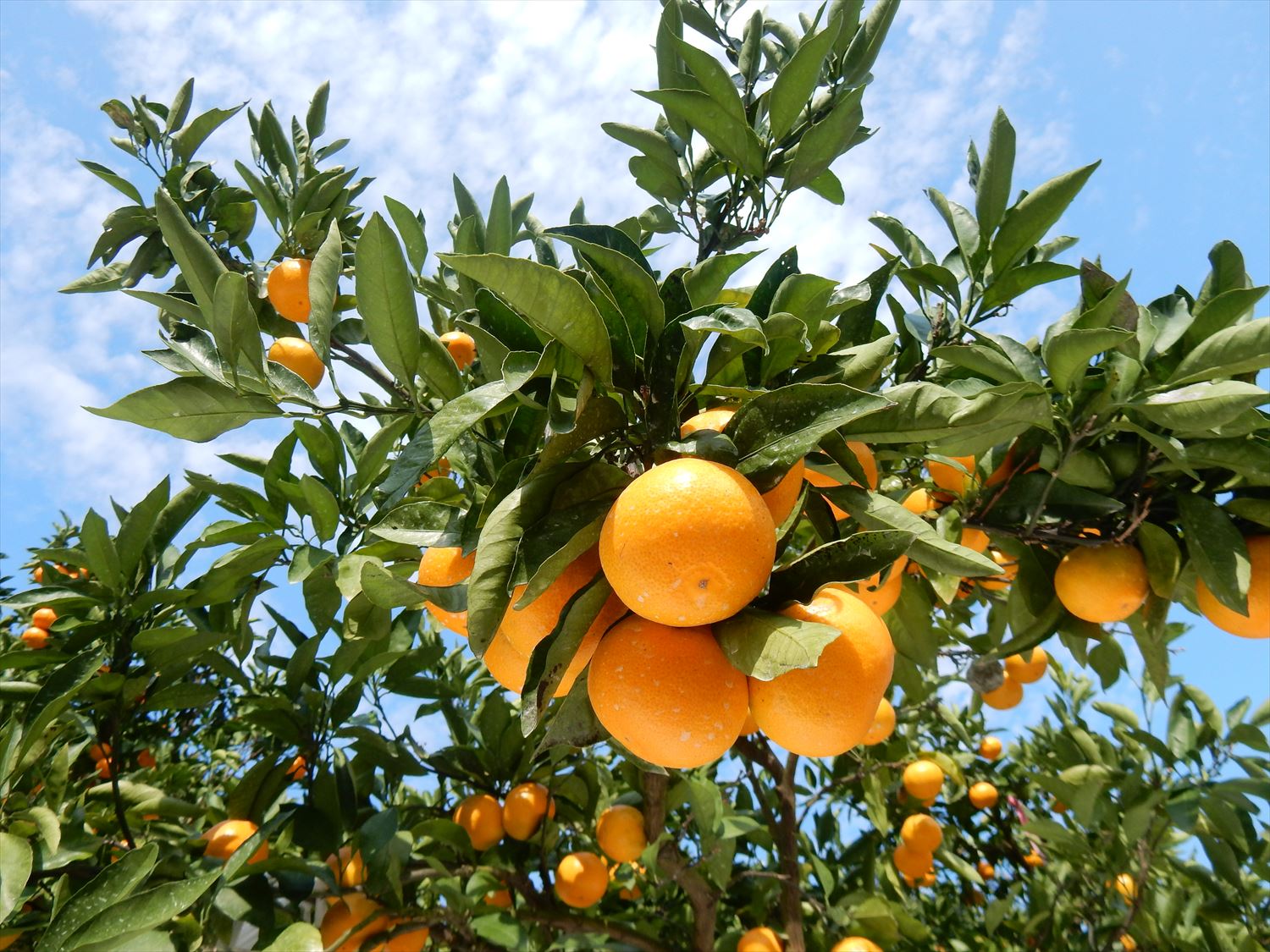 【ふるさと納税】マルユー園のこだわり 有田みかん 青秀 5kg【ミカン 蜜柑 柑橘 温州みかん 和歌山 有田】 サムネイル3