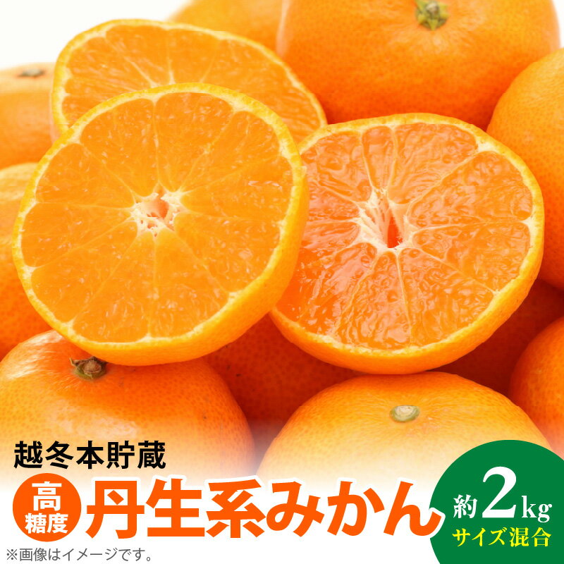 越冬本貯蔵 丹生系みかん 約 2kg サイズ混合 S M L 高糖度 みかん 晩生高糖系 果汁 芳醇 香り コク ジューシー 貯蔵 マイルド 濃厚 濃縮 貴重 有田地方生まれ 晩生 食べ物 食品 フルーツ デザート お取り寄せ お取り寄せフルーツ 和歌山県 湯浅町 送料無料