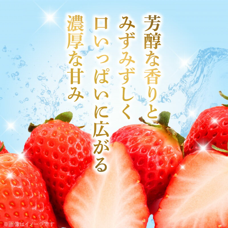【ふるさと納税】【2026年先行予約】高評価★4.67 朝摘み 完熟 まりひめ いちご 選べる 容量 約600g 約1200g 章姫 さちのか 交配 和歌山県オリジナル 品種 芳醇 香り みずみずしい 濃厚 甘み 農家直送 フルーツ 果物 お取り寄せ お取り寄せフルーツ 和歌山県 湯浅町 送料無料 サムネイル2